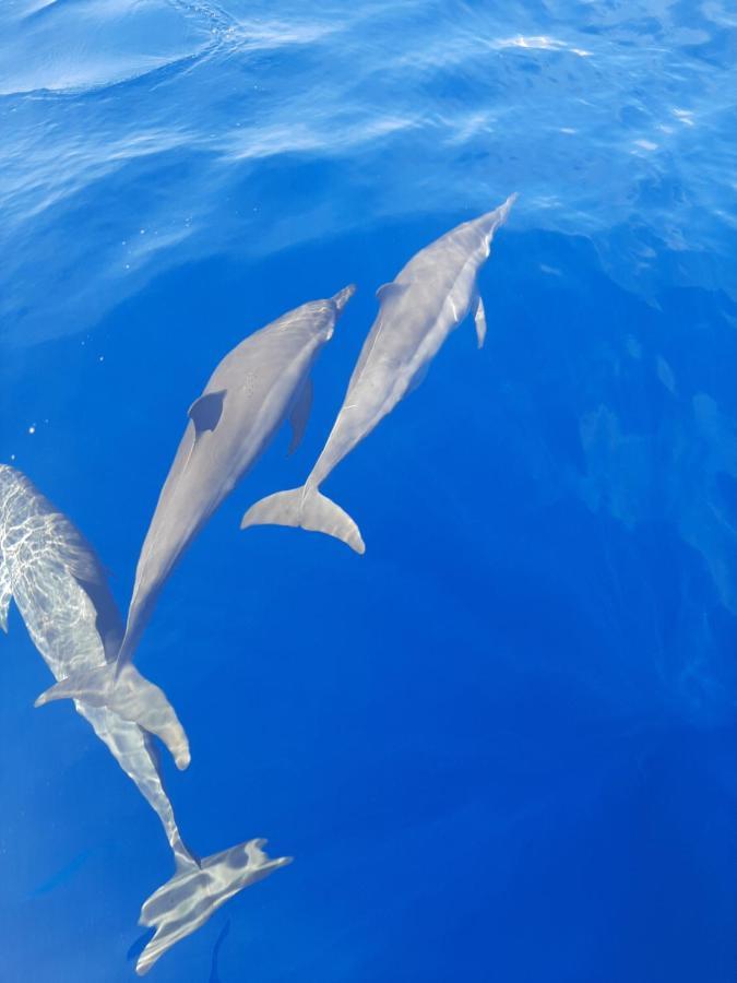 Blue Shark Divers Bunaken Εξωτερικό φωτογραφία