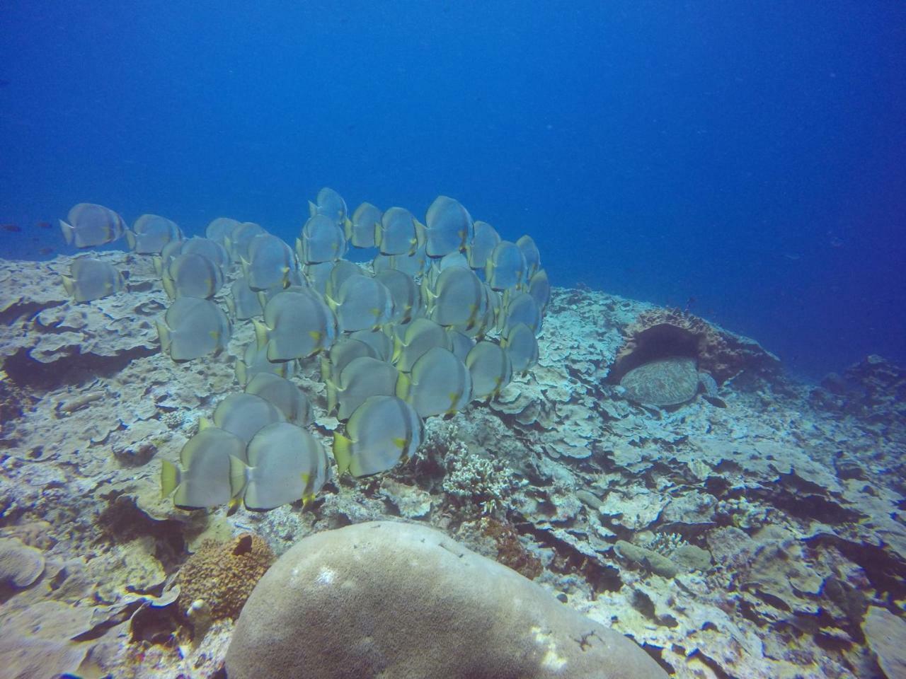 Blue Shark Divers Bunaken Εξωτερικό φωτογραφία