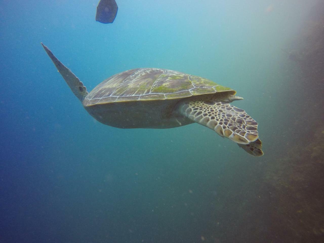 Blue Shark Divers Bunaken Εξωτερικό φωτογραφία