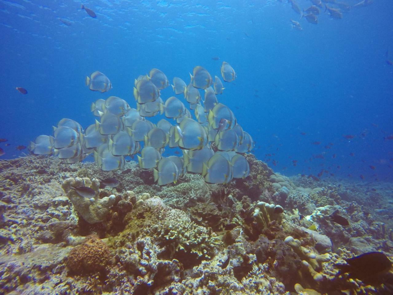 Blue Shark Divers Bunaken Εξωτερικό φωτογραφία